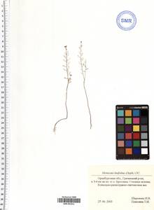 Meniocus linifolius (Stephan ex Willd.) DC., Eastern Europe, Eastern region (E10) (Russia)