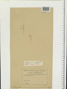 Spergularia segetalis (L.) G. Don fil., Eastern Europe, Lower Volga region (E9) (Russia)