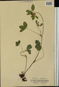 Trifolium pratense L., Eastern Europe, South Ukrainian region (E12) (Ukraine)