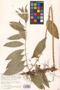Polygonatum multiflorum (L.) All., Eastern Europe, Lower Volga region (E9) (Russia)