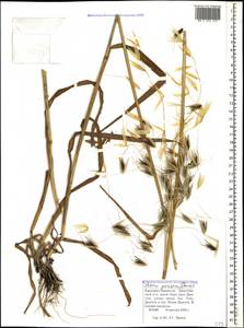 Avena sterilis subsp. ludoviciana (Durieu) Gillet & Magne, Caucasus, Stavropol Krai, Karachay-Cherkessia & Kabardino-Balkaria (K1b) (Russia)