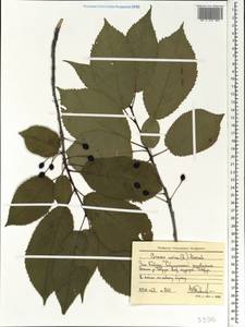 Prunus avium (L.) L., Caucasus, Stavropol Krai, Karachay-Cherkessia & Kabardino-Balkaria (K1b) (Russia)