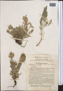 Astragalus stenocystis Bunge, Middle Asia, Pamir & Pamiro-Alai (M2) (Uzbekistan)