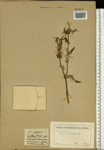 Lophiolepis ciliata subsp. ciliata, Eastern Europe, Moscow region (E4a) (Russia)
