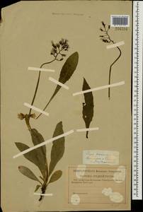 Crepis praemorsa (L.) Tausch, Eastern Europe, Western region (E3) (Russia)