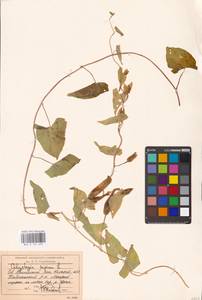 Calystegia sepium (L.) R. Br., Middle Asia, Caspian Ustyurt & Northern Aralia (M8) (Kazakhstan)