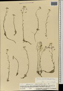 Stevenia incarnata (Pall. ex DC.) Kamelin, Mongolia (MONG) (Mongolia)