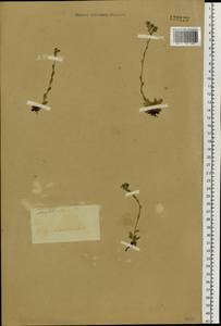 Eritrichium villosum (Ledeb.) Bunge, Siberia, Baikal & Transbaikal region (S4) (Russia)