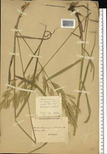 Bromus inermis Leyss., Eastern Europe, South Ukrainian region (E12) (Ukraine)