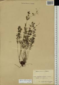 Galium octonarium (Klokov) Pobed., Eastern Europe, Eastern region (E10) (Russia)