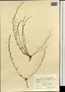 Seriphidium assurgens (Filatova) K.Bremer & Humphries ex Y.R.Ling, Mongolia (MONG) (Mongolia)