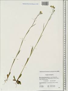 Crepis tectorum L., Eastern Europe, Lower Volga region (E9) (Russia)