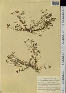 Spergularia rubra (L.) J. Presl & C. Presl, Siberia, Western Siberia (S1) (Russia)