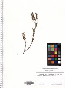 Veronica prostrata L., Eastern Europe, Middle Volga region (E8) (Russia)
