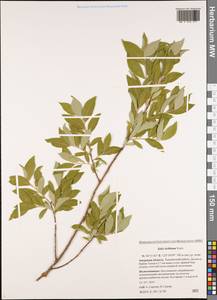 Salix bebbiana Sarg., Siberia, Russian Far East (S6) (Russia)