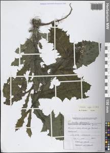 Sonchus asper (L.) Hill, Caucasus, Black Sea Shore (from Novorossiysk to Adler) (K3) (Russia)