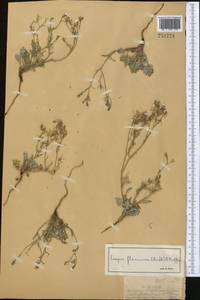 Askellia flexuosa (Ledeb.) W. A. Weber, Middle Asia, Muyunkumy, Balkhash & Betpak-Dala (M9) (Kazakhstan)