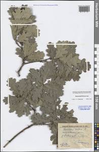 Quercus robur L., Middle Asia, Caspian Ustyurt & Northern Aralia (M8) (Kazakhstan)