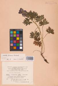 Aconitum firmum Rchb., Eastern Europe, West Ukrainian region (E13) (Ukraine)