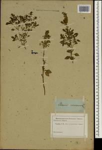 Ocimum minimum L., South Asia, South Asia (Asia outside ex-Soviet states and Mongolia) (ASIA) (Not classified)
