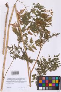 Chaerophyllum prescottii DC., Eastern Europe, Moscow region (E4a) (Russia)