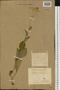 Bupleurum longifolium L., Eastern Europe, Eastern region (E10) (Russia)