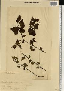 Betula pubescens Ehrh., Eastern Europe, Estonia (E2c) (Estonia)