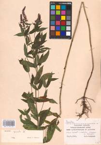 MHA 0 158 432, Mentha spicata L., Eastern Europe, Central region (E4) (Russia)