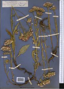 Saussurea elegans Ledeb., Middle Asia, Northern & Central Tian Shan (M4) (Kazakhstan)
