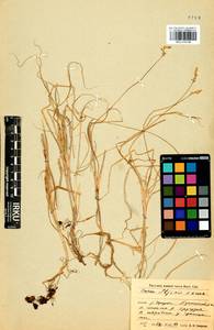 Carex iljinii V.I.Krecz., Siberia, Baikal & Transbaikal region (S4) (Russia)