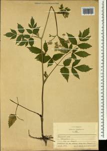 Apiaceae, Siberia, Russian Far East (S6) (Russia)