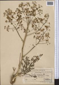 Ferula caspica M. Bieb., Middle Asia, Muyunkumy, Balkhash & Betpak-Dala (M9) (Kazakhstan)