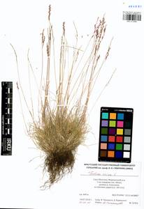 Festuca ovina L., Siberia, Yakutia (S5) (Russia)