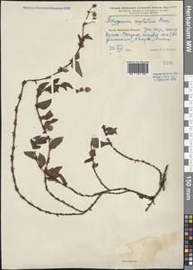 Persicaria capitata (Buch.-Ham. ex D. Don) H. Gross, South Asia, South Asia (Asia outside ex-Soviet states and Mongolia) (ASIA) (China)