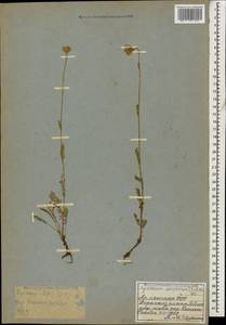 Tanacetum uniflorum (Fisch. & C. A. Mey.) Sch. Bip., Caucasus, Armenia (K5) (Armenia)