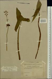 Sagittaria sagittifolia L., Eastern Europe, Middle Volga region (E8) (Russia)