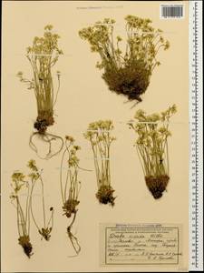 Draba hispida Willd., Caucasus, Abkhazia (K4a) (Abkhazia)