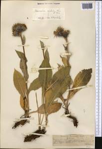 Saussurea sordida Kar. & Kir., Middle Asia, Northern & Central Tian Shan (M4) (Kazakhstan)