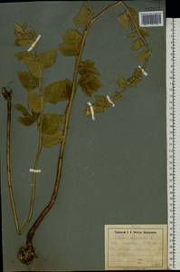 Althaea officinalis L., Eastern Europe, South Ukrainian region (E12) (Ukraine)