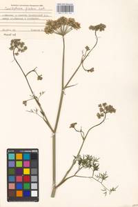 Cenolophium fischeri (Spreng.) W. D. J. Koch, Eastern Europe, Moscow region (E4a) (Russia)