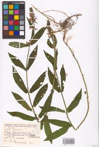 MHA 0 154 951, Stachys palustris L., Eastern Europe, West Ukrainian region (E13) (Ukraine)