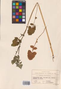 Sonchus oleraceus L., Siberia, Russian Far East (S6) (Russia)