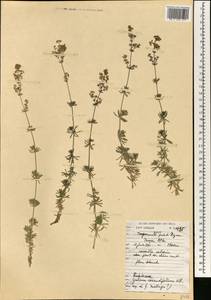 Galium lucidum subsp. corrudifolium (Vill.) Bonnier, Africa (AFR) (Morocco)