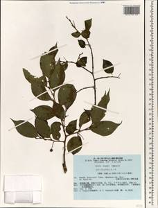 Celtis biondii Pamp., South Asia, South Asia (Asia outside ex-Soviet states and Mongolia) (ASIA) (Japan)