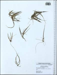 Eleocharis acicularis (L.) Roem. & Schult., Eastern Europe, Central region (E4) (Russia)