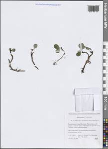 Salix polaris Wahlenb., Siberia, Yakutia (S5) (Russia)