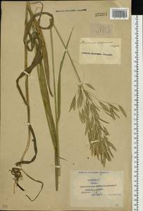 Bromus inermis Leyss., Siberia, Western Siberia (S1) (Russia)