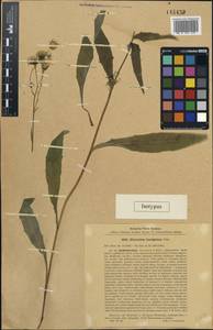 Hieracium laevigatum Willd., Siberia, Baikal & Transbaikal region (S4) (Russia)