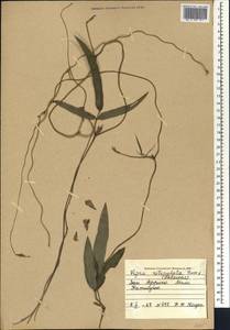 Vigna reticulata Hook.f., Africa (AFR) (Mali)