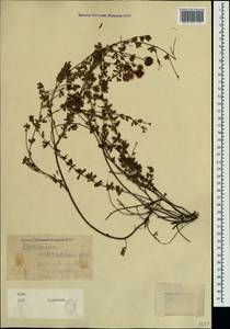 Lotus herbaceus (Vill.) Jauzein, Crimea (KRYM) (Russia)